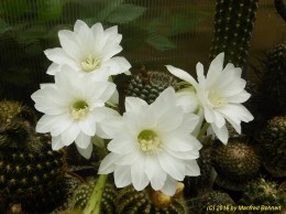 Echinopsis Hybride 002